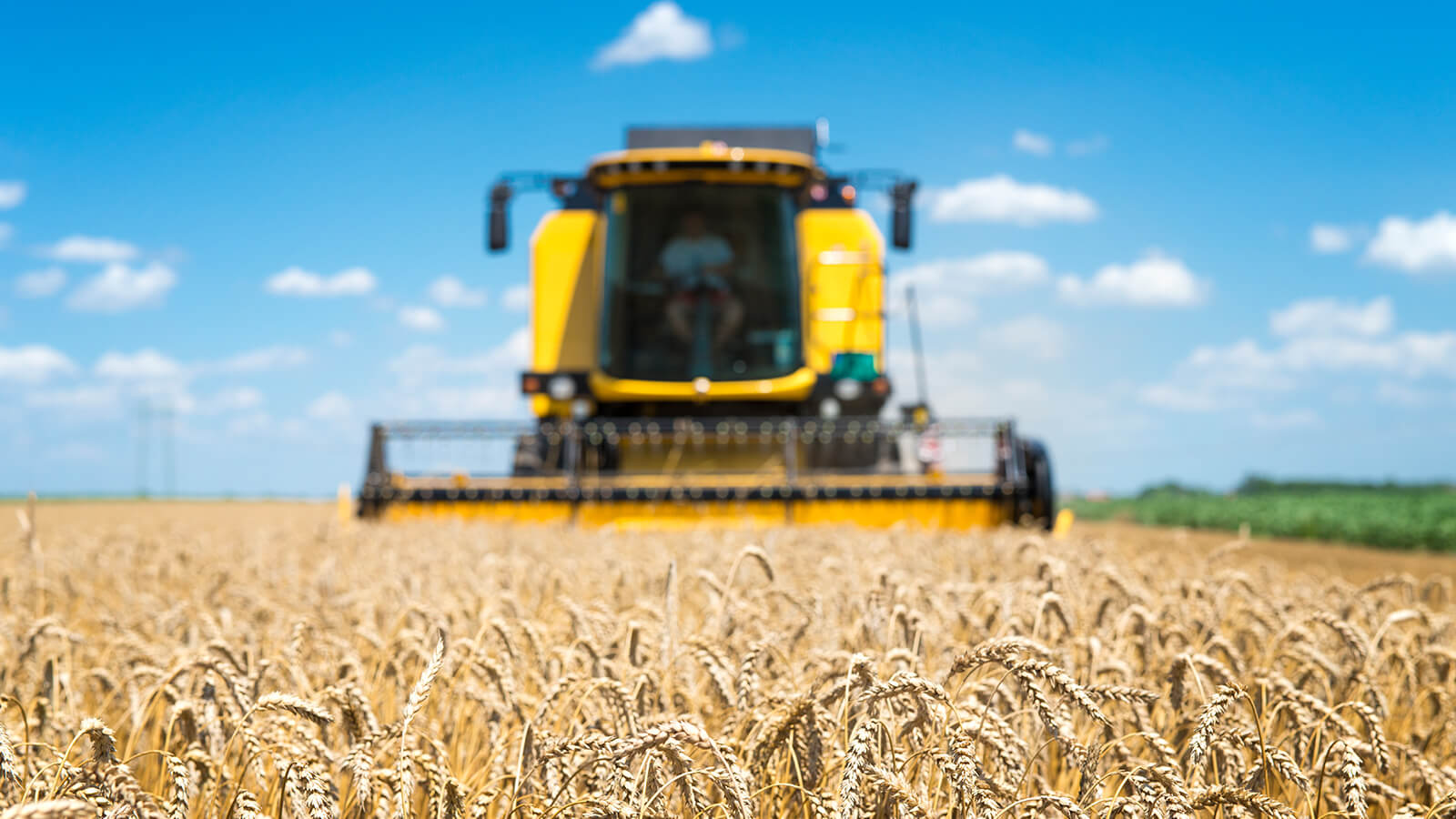 Auditorías Agropecuarias: De un proceso administrativo a una ventaja estratégica en el campo | Valora Consultora